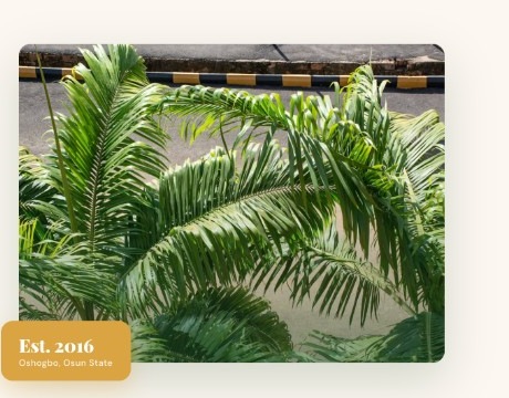 Palm plants at Elysium Farms facility, Oshogbo